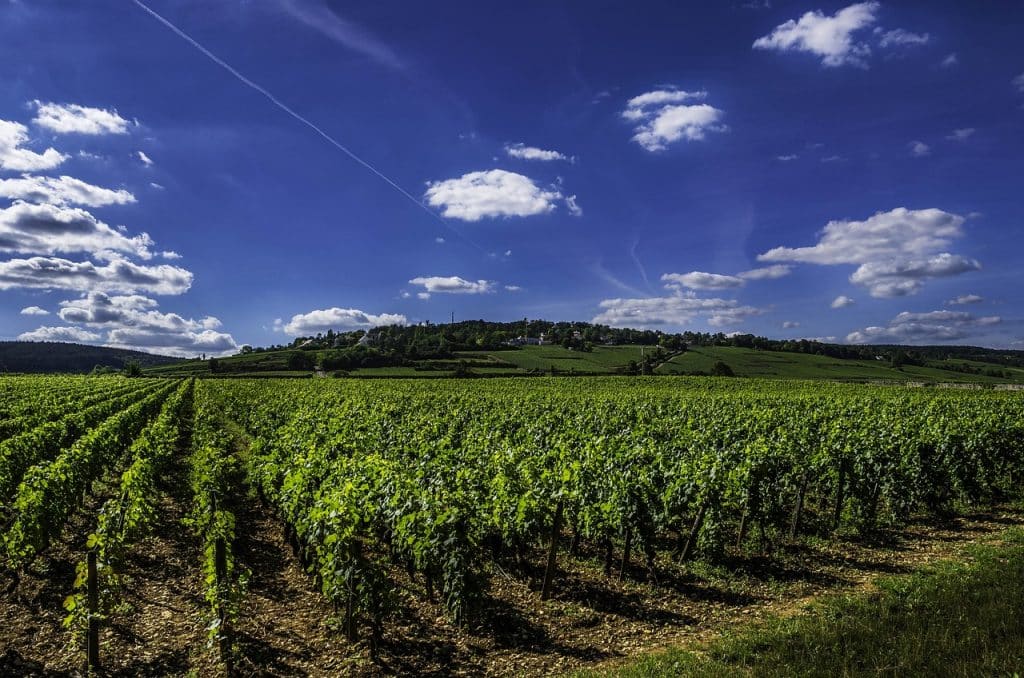 Vignobles du chardonnay en Bourgogne